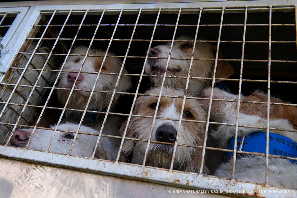 Casi 22.000 perros desechados por cazadores cada año