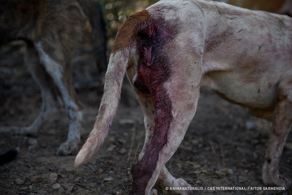 En caso de que los perros presenten heridas abiertas, les cosen o utilizan grapadoras para cerrarlas, todo sin presencia veterinaria.
