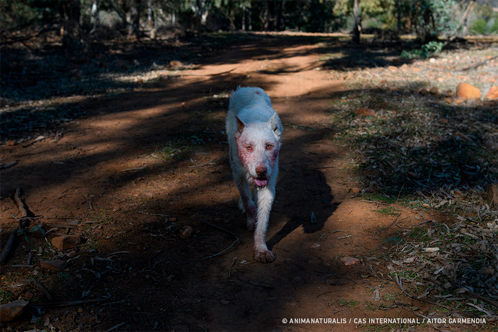 Casi 22.000 perros desechados por cazadores cada año