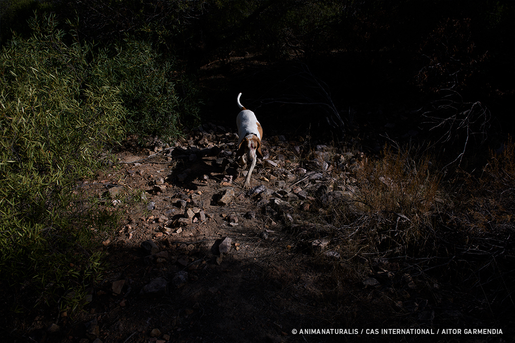 Casi 22.000 perros desechados por cazadores cada año