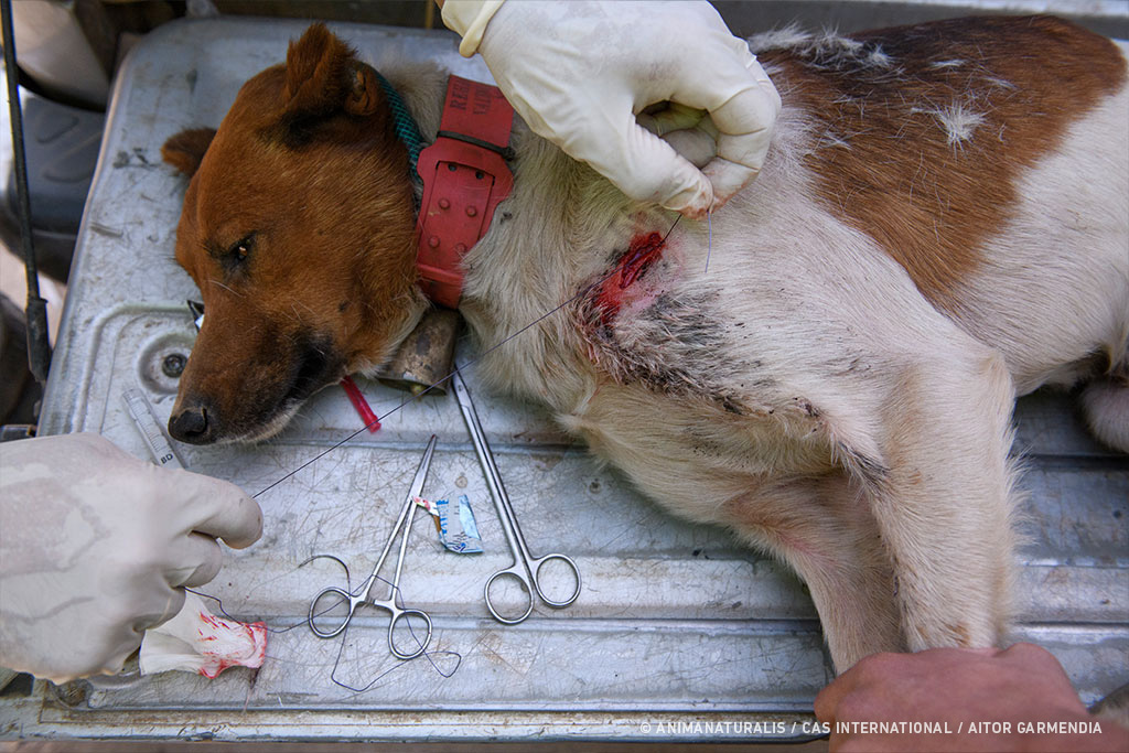 En caso de que los perros presenten heridas abiertas, les cosen o utilizan grapadoras para cerrarlas, todo sin presencia veterinaria.