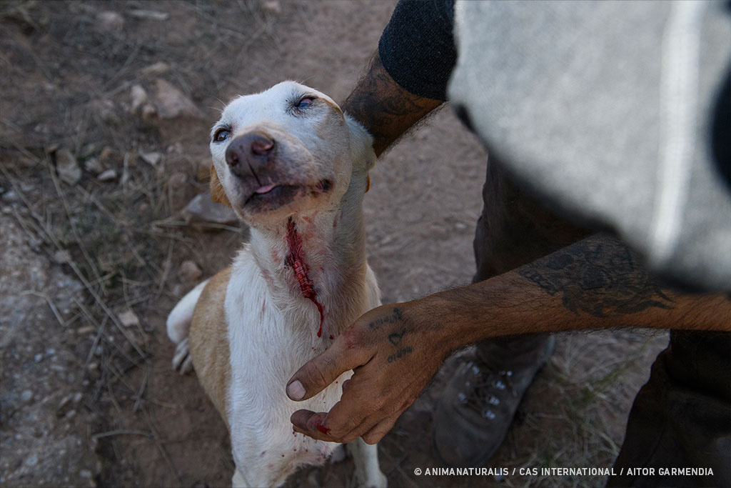 En caso de que los perros presenten heridas abiertas, les cosen o utilizan grapadoras para cerrarlas, todo sin presencia veterinaria.
