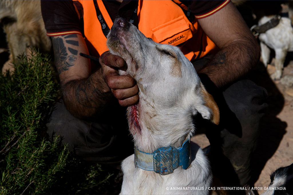 En caso de que los perros presenten heridas abiertas, les cosen o utilizan grapadoras para cerrarlas, todo sin presencia veterinaria.