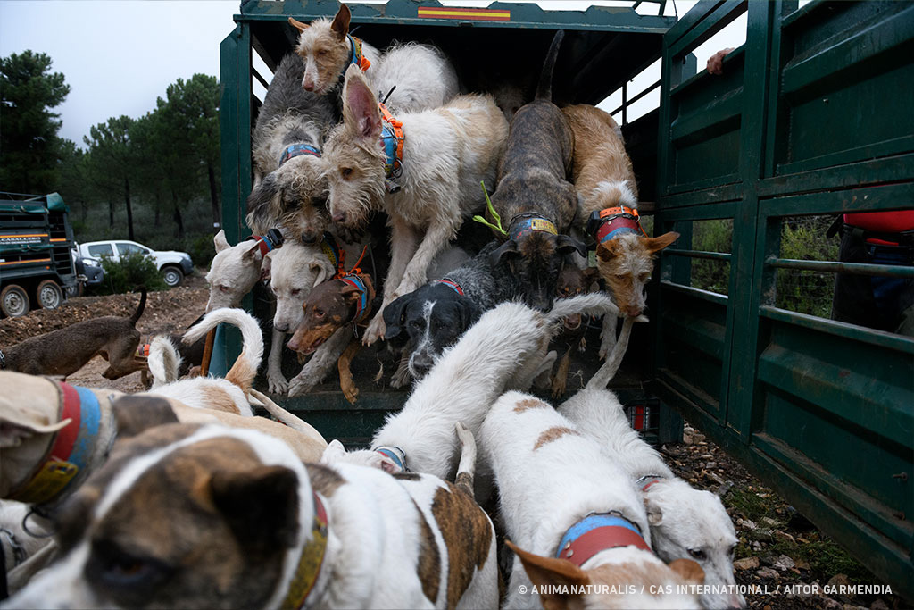 Lo único que regula la ley es la correcta limpieza y desinfección del vehículo, no el bienestar de los perros.