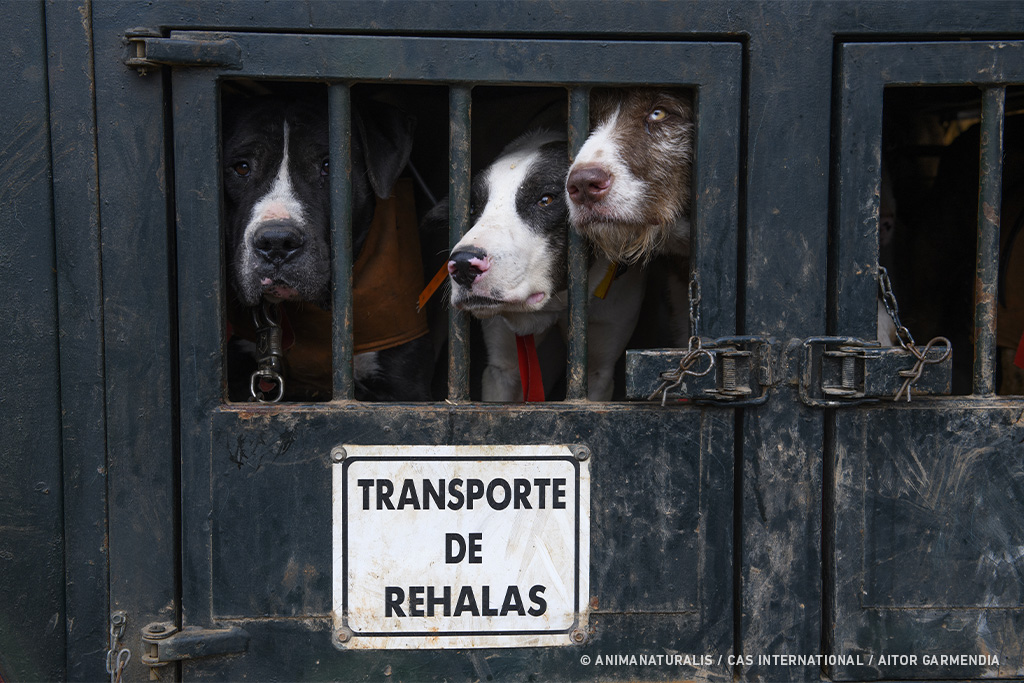 Lo único que regula la ley es la correcta limpieza y desinfección del vehículo, no el bienestar de los perros.