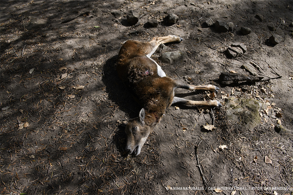 Sólo en caza mayor durante 2020, se acabó con la vida de 582.290 de ciervos, jabalíes, gamos y otras especies.