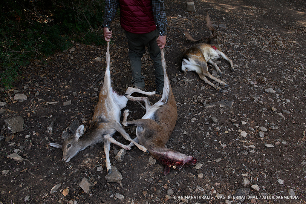 Sólo en caza mayor durante 2020, se acabó con la vida de 582.290 de ciervos, jabalíes, gamos y otras especies.